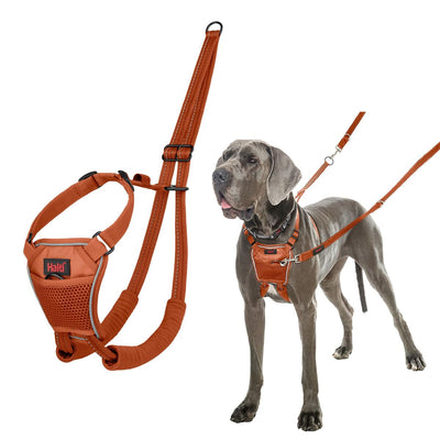 Hundsele Company of Animals BURNT Orange L